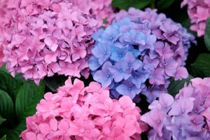 Stunning flowers for your Spring wedding Hydrangea 300x200.jpg 2