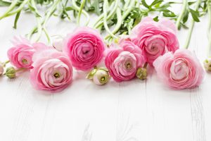 Stunning flowers for your Spring wedding Ranunculus 300x200.jpg 1
