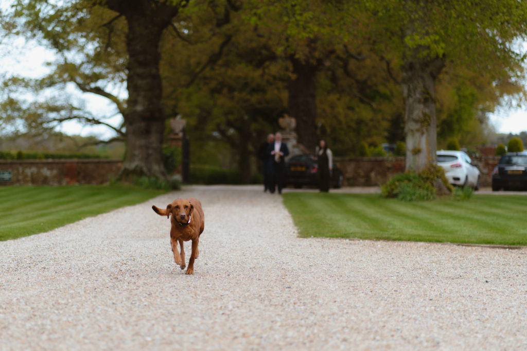 pet wedding